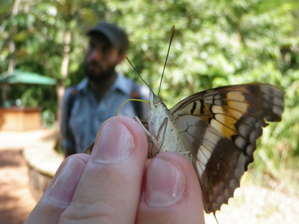 Butterfly in the hand