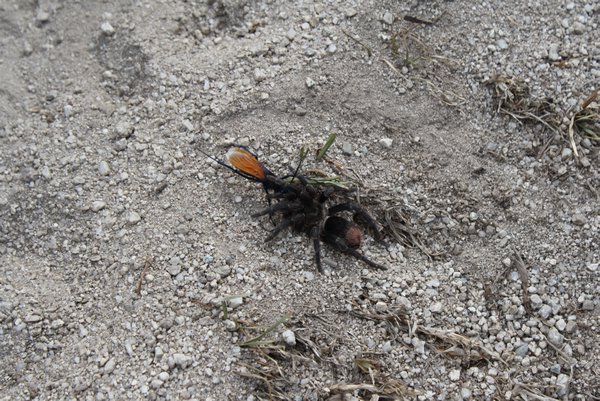 Wasp vs. Tarantula