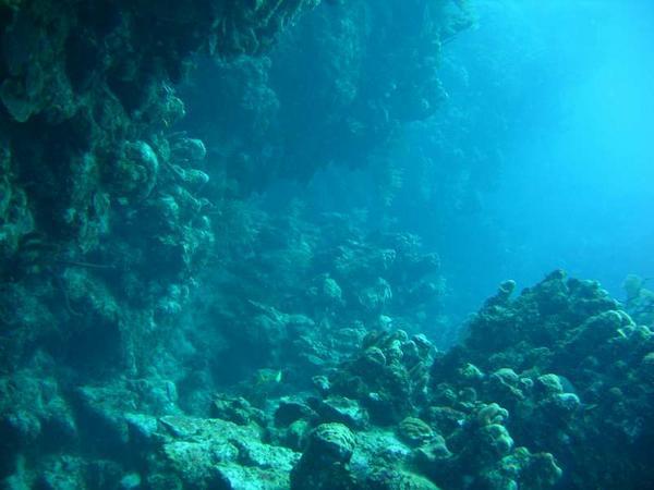 Small coral wall