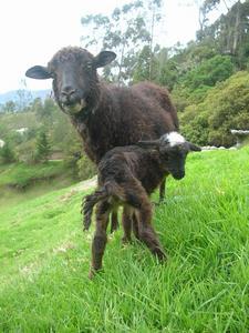Newborn black lamb
