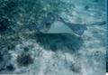 Close encounter with a ray