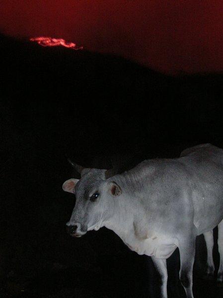 The Volcanic Cows