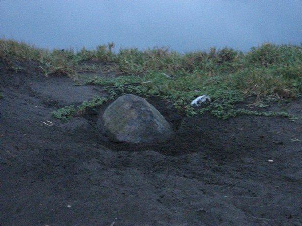 Nesting turtle at dusk