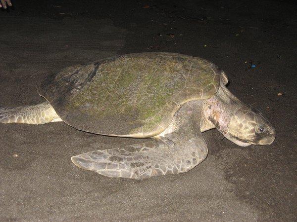 The Olive Ridley 