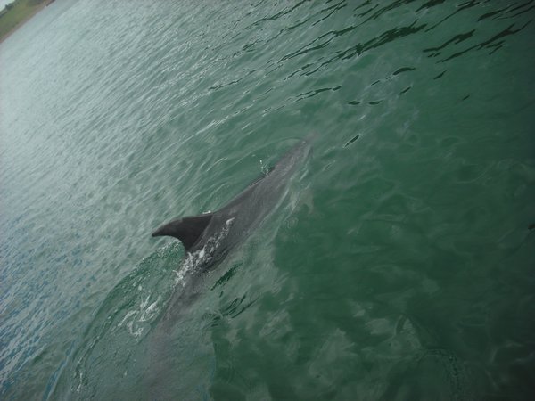 2 Dolphin up close!