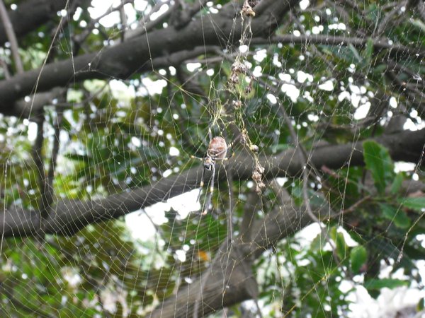 Spider in the Botanics