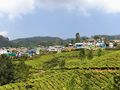 Tea fields in Munnar