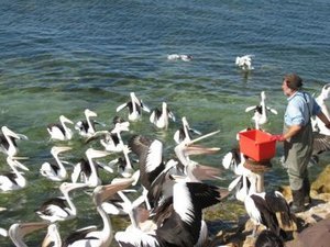 Pelican Feeding Time