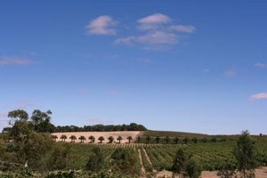Vineyard in Barossa Valley