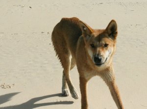 Dingo Spotting