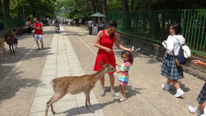 Feeding Deer in Nara