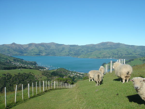 Tramping with sheep