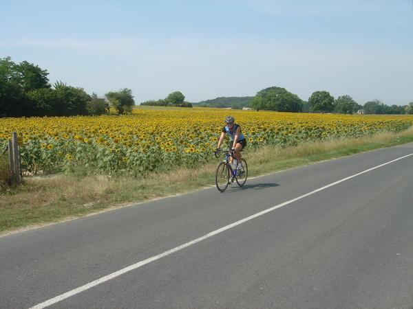 Passing by sunflower fields