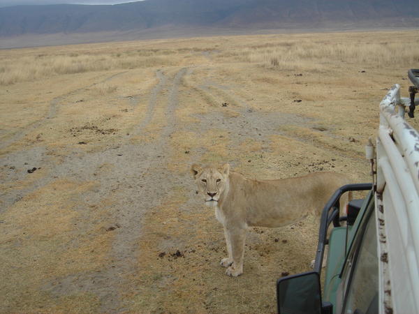 This is how close the lions got to our jeep!!!