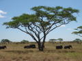 Elephants grazing under an Acacia tree