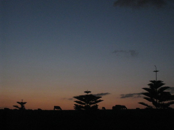 Beitende kyr pa enga etter solnedgang