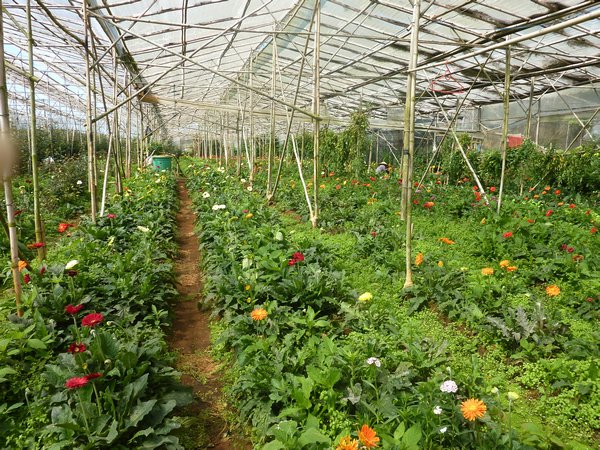 One of the greenhouses