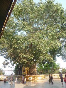 28 - bodhi tree from cutting on Buddhas original