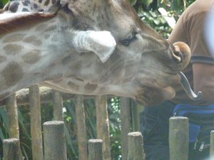 58 - Hungry Giraffe