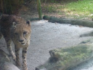 65 - Unhappy cheetah