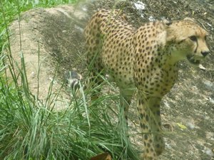 66 - Another cheetah