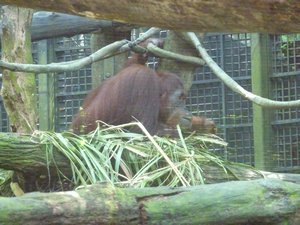 78 - Orangutan
