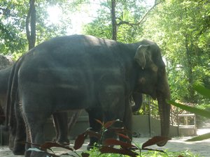 83 - Elephants