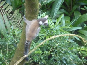 97 - Ring Tailed Lemur