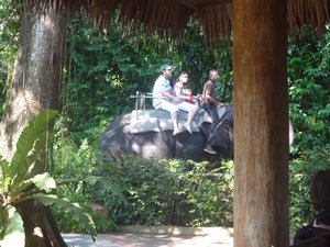 99 - Elephant rides