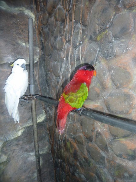Birds at Mutiara, Banda Niera