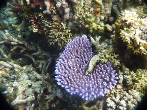 Amazing purple coral