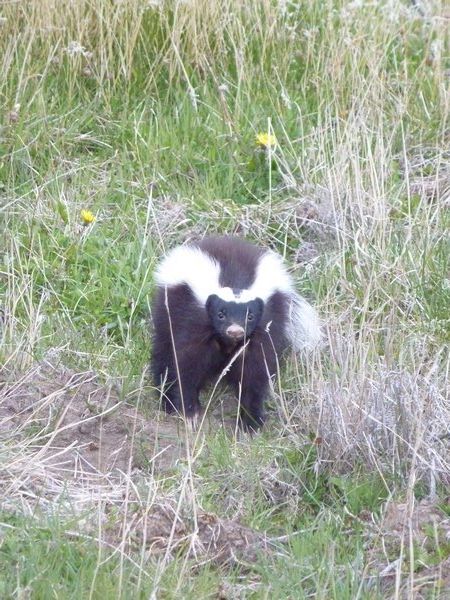 James was determined to get a good photo of the skunk