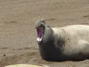 Male elephant seal - tired from doing nothing