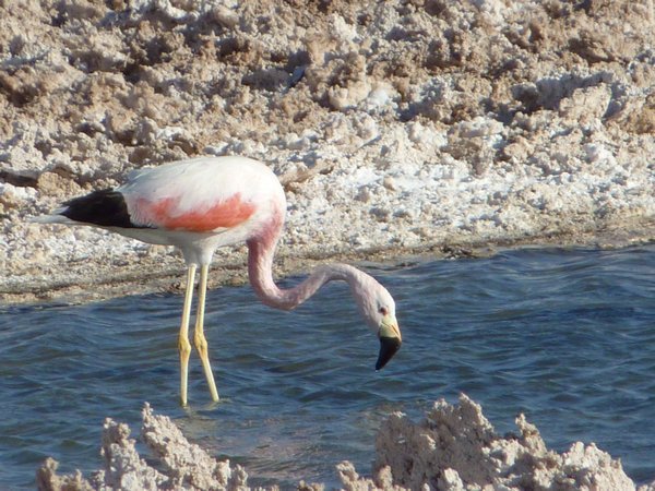 Flamingo - not sure which type