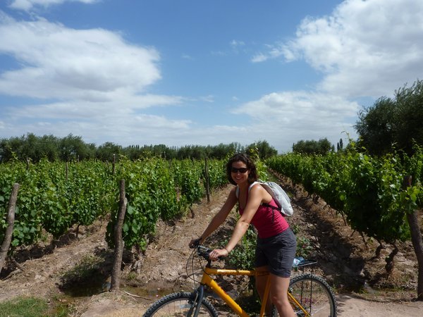 Cycling through a vineyard