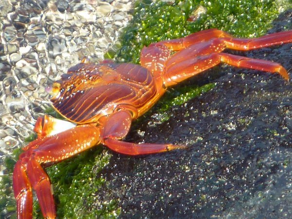 Pretty crab