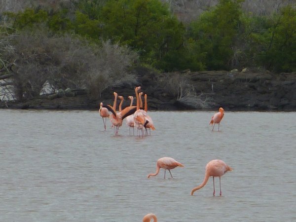 Flamingoes doing their mating dance