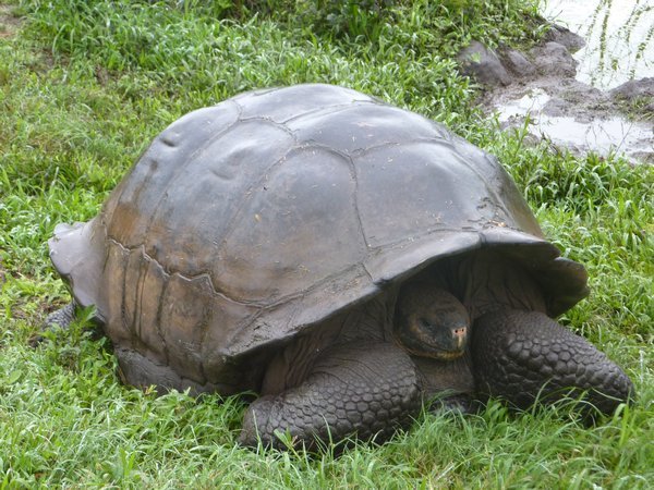 100 year old giant tortoise