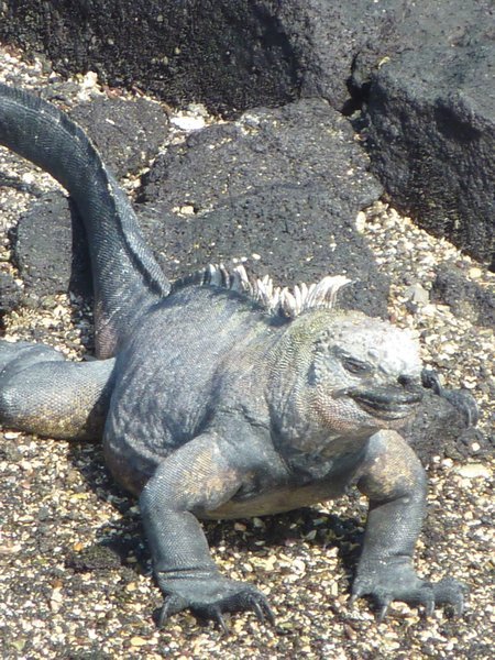 Isn't he ugly - a marine iguana