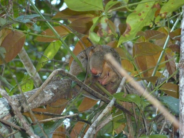 The pygmy anteater