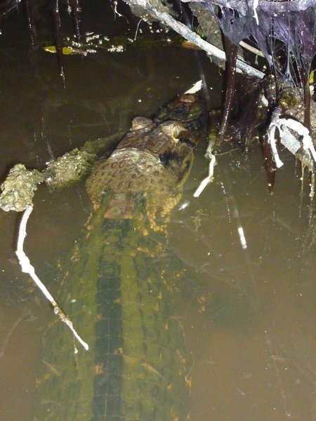 4 metre caiman before Nathan grabbed its tail