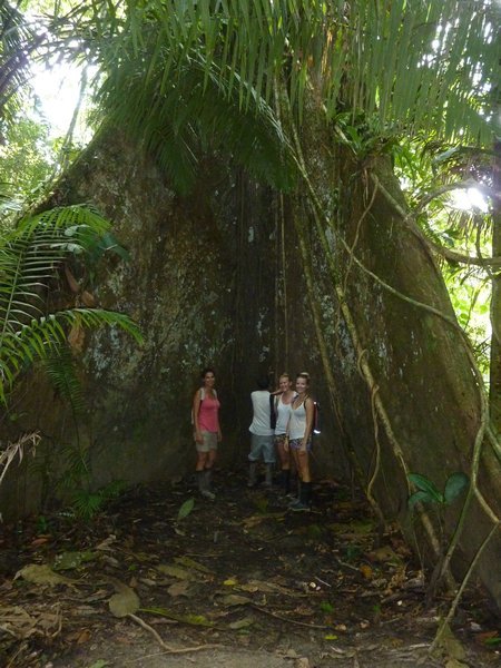 Huge ceibo tree