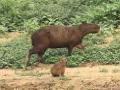 Capybara junior