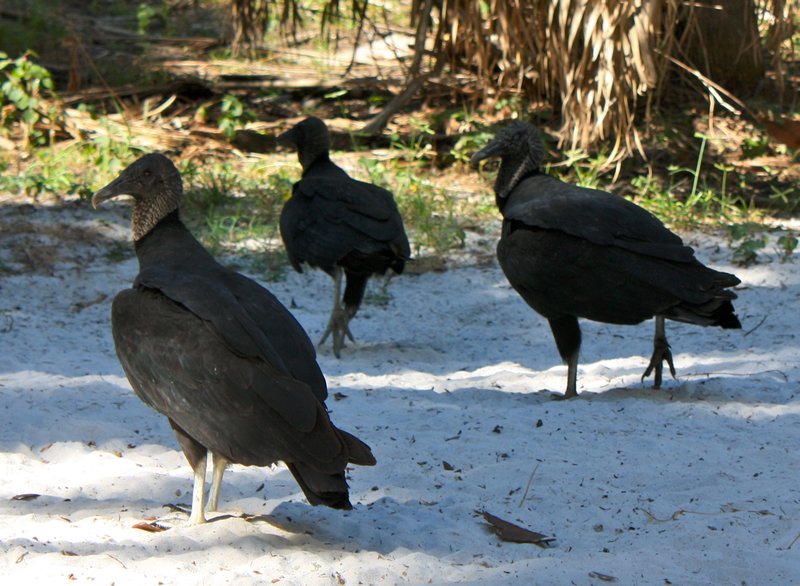 Vultures in Myakka Park