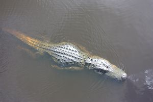 Spotted a big alligator at the last minute