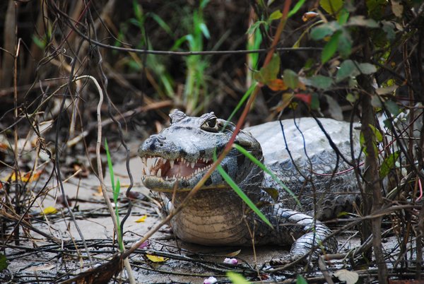 Pampas- Spectacled Caiman