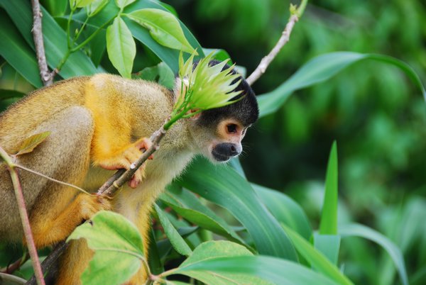Pampas- Squirrel Monkey