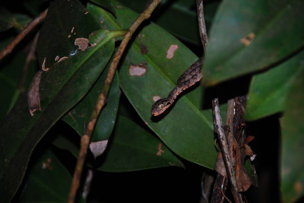 Chalalan- Amazon Tree Boa