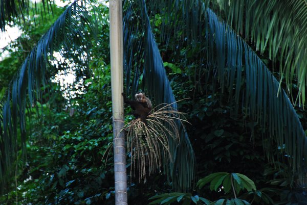 Chalalan- Capuchin Monkey