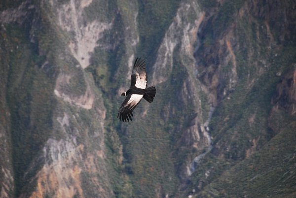 Condor at Colca